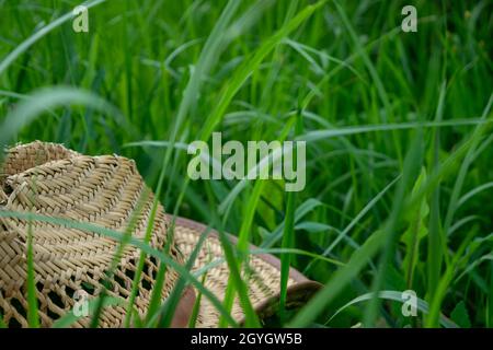 An old straw hat on the green grass, close-up, selective focus Stock Photo