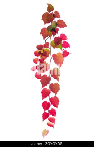 Colorful autumn ivy branch isolated on white background Stock Photo