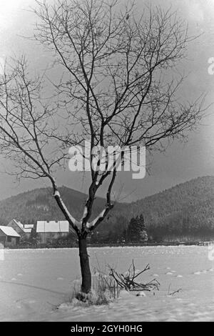 Ein einzelner Baum auf einer eingeschneiten Ebene mit Häusern und Hügeln im Hintergrund, Deutschland 1930er Jahre. A single tree on a snowed in plain with houses and hills in the background, Germany 1930s. Stock Photo