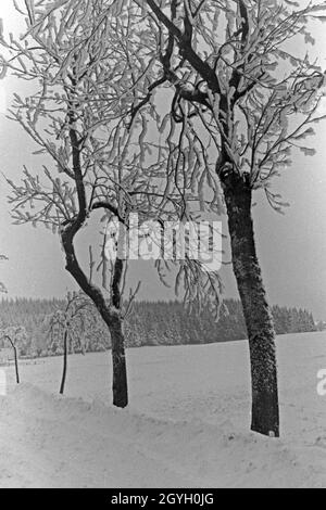 Wintrlandschaft mit zwei zugeschneiten Bäumen und einem Wäldchen im Hintergrund, Deutschland 1930er Jahre. Winter wonderland with two snowed in trees and a grov ein the background, Germany 1930s. Stock Photo