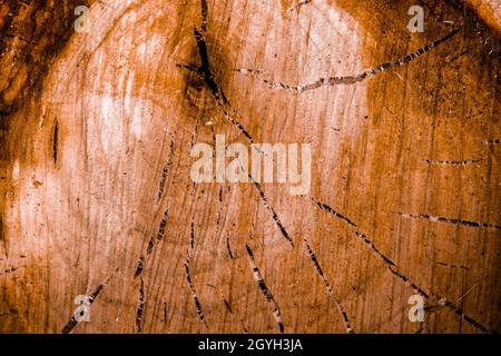 Cross section of a tree. Wood texture. Cutaway tree close-up. Stock Photo