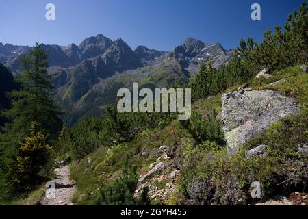 Pine forest and peaks in Stubai Alps, Austria Stock Photo