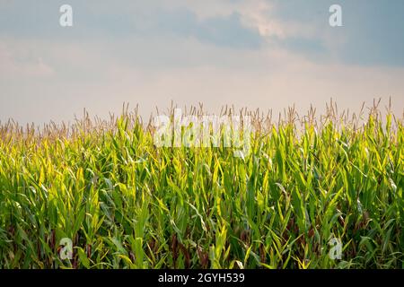 Cornfield Rural landscape background. Soft sunlight falls over the plants, The sky is soft blue with white veil clouds. Farmers live, summers Stock Photo