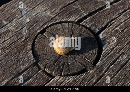 A snail lies on a wooden table with a knot. Stock Photo