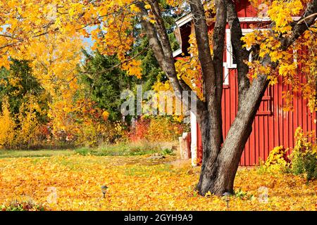 A lonely maple tree dropping its leaves in old farm yard Stock Photo