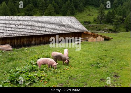 Domestic pigs grazing on a meadow outside, cloudy day in summer, alps in East Tyrol (Austria) Stock Photo