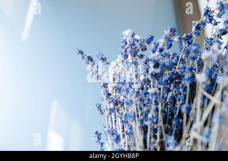 Beautiful bouquet of lavender lavandula flower beautiful scent of freshly picked flower Stock Photo