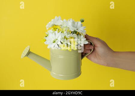Female hand holds watering can with chrysanthemums on yellow background. Stock Photo