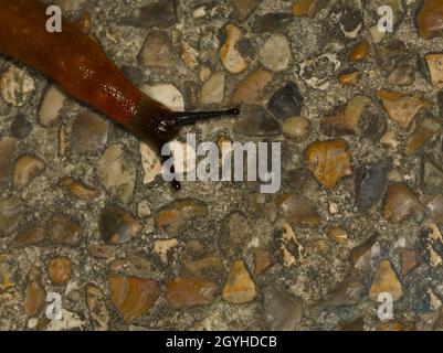 tiger slug in macro close up Stock Photo