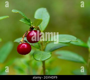 Ripe lingonberry in a summer forest Stock Photo