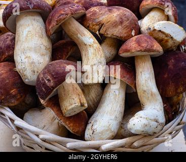 Boletus in a summer forest Stock Photo