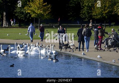 London, England, UK. Kensington Gardens: Mute swans and Canada geese gathering to be fed by the public on the Round Pond. October Stock Photo