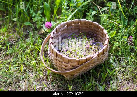Freshly picked thyme herbs for herbal tea in the basket on summer meadow background. Stock Photo