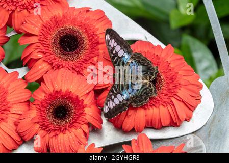 Large blue, lilac and black butterfly resting on bright red gerbera flowers. Stock Photo
