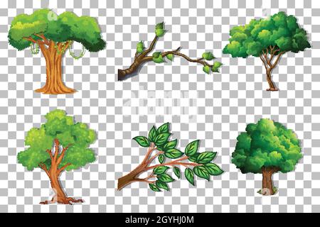 Set of variety trees on transparent background illustration Stock Vector  Image & Art - Alamy