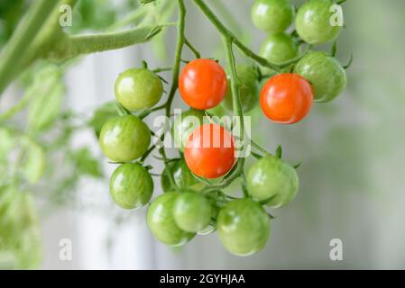 Growing cherry tomatoes close up. Green unripe and red ripe Stock Photo