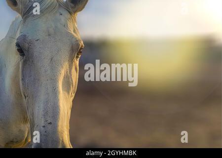 nice white horse in the meadow with sunset background Stock Photo