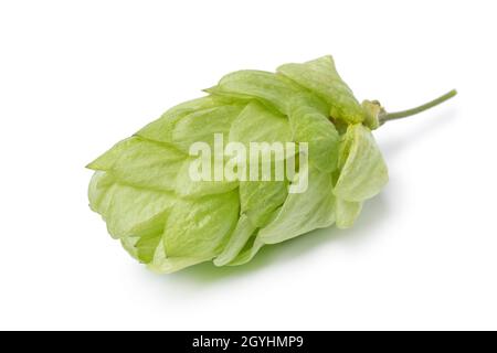 Single fresh green common hop fruit isolated on white background close up Stock Photo