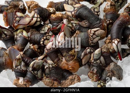 Group of fresh raw goose barnacles cooled on ice close up Stock Photo
