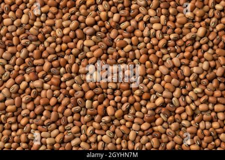 Dried Jarpesie field beans close up full frame as background Stock Photo