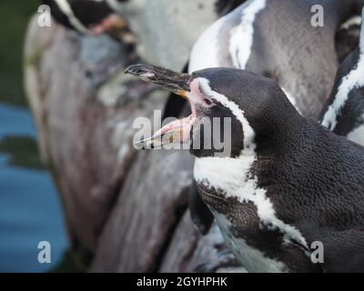 Humboldt penguin with its mouth wide open calling out barring its barbed  tongue Stock Photo