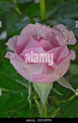 Pink Flower Head. Extreme close up. Rose flower with water droplets. Stock image. Stock Photo