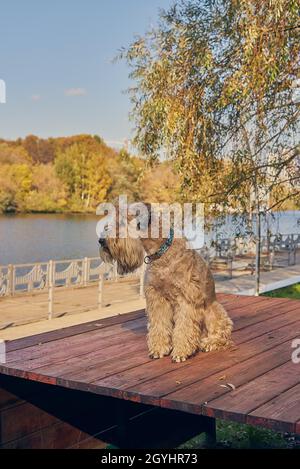 Irish soft coated wheaten terrier. A fluffy dog sits on the embankment and looks at the river. Sunny autumn day. Stock Photo