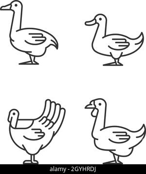 Waterfowl linear icons set Stock Vector