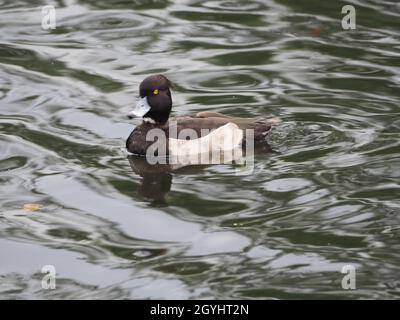 Tufted duck or tufted pochard  sat floating calmly on the water of an urban pond Stock Photo