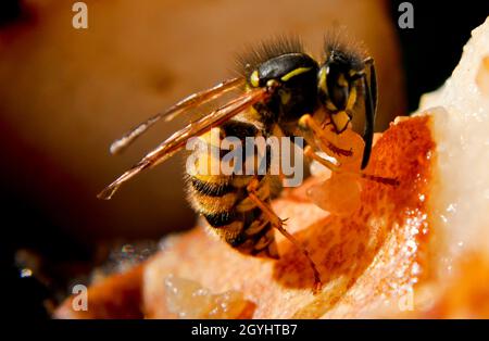 Common wasp (Vespula vulgaris) eating a rotten pear at the end of September Stock Photo
