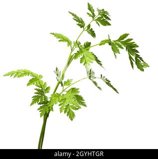 Chaerophyllum hirsutum, hairy chervil, is a species of flowering plant belonging to the parsley family Apiaceae in white background Stock Photo