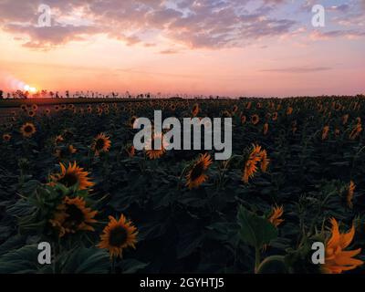 Field of sunflowers against the backdrop of sunset and clouds in the evening Stock Photo