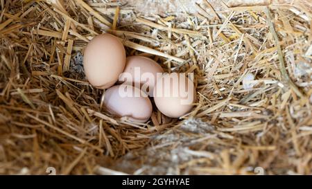 group of eggs on straw in a nesting-box Stock Photo