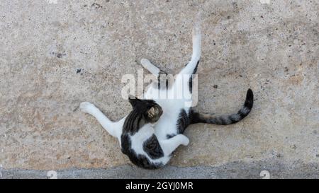 A black and white cat is cleaning its fur with its tongue. It was shot on the street. Stock Photo