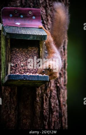 Rare & beautiful Red Squirrels living wild & protected in the Scottish Highlands Stock Photo