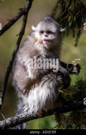 Kunming Oct 8 21 Xinhua A Snub Nosed Monkey Is Pictured At The Yunnan Snub Nosed Monkey National Park In Shangri La Deqen Tibetan Autonomous Prefecture Southwest China S Yunnan Province March 16