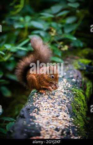 Rare & beautiful Red Squirrels living wild & protected in the Scottish Highlands Stock Photo