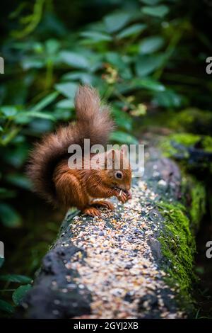 Rare & beautiful Red Squirrels living wild & protected in the Scottish Highlands Stock Photo