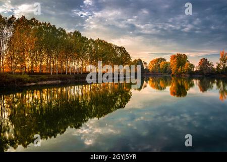 The beautiful low angled light of sunset shines through a row of poplar trees at the Po River bank nearby Carignano in Piedmont, Italy Stock Photo