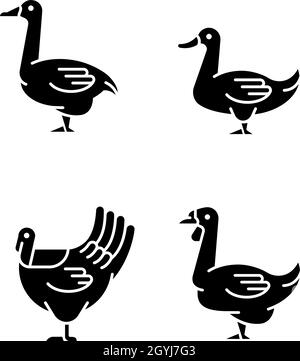 Waterfowl black glyph icons set on white space Stock Vector