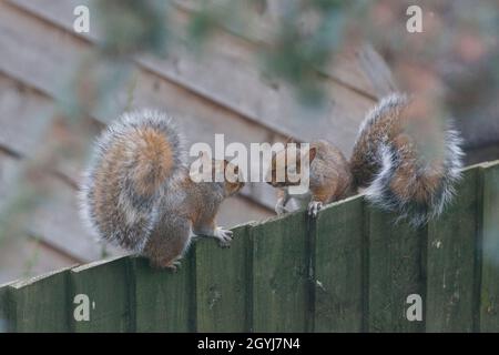 UK Weather, 8 October 2021: As the autumn weather takes an unusually mild turn, two squirrels stop for a chat on a garden fence in Clapham, south London. Anna Watson/Ģ����ý Live News Stock Photo