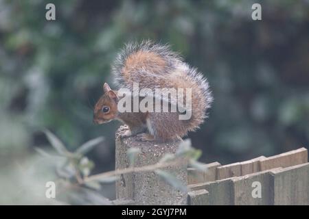 UK Weather, 8 October 2021: As the autumn weather takes an unusually mild turn, a squirrel poses on a garden fence in Clapham, south London. Anna Watson/Ģ����ý Live News Stock Photo