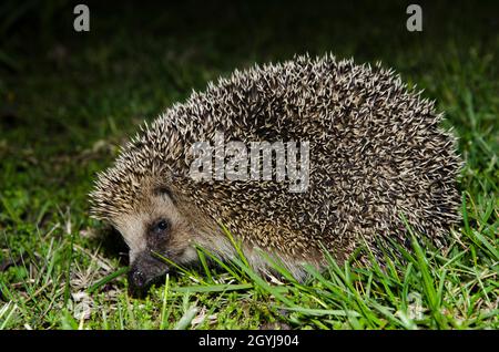 European hedgehog (Erinaceus europaeus) at night in a garden in a residential area. Stock Photo