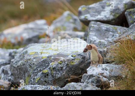 Ermine, Stoat, Short-tailed weasel (Mustela erminea), by the waterside ...