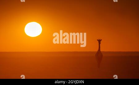 Sunset Giraffe portrait Northern Namibia Stock Photo