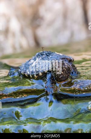 Common snapping turtle Stock Photo