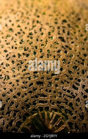 Close up skin of cantaloupe melon for the background and texture. Stock Photo
