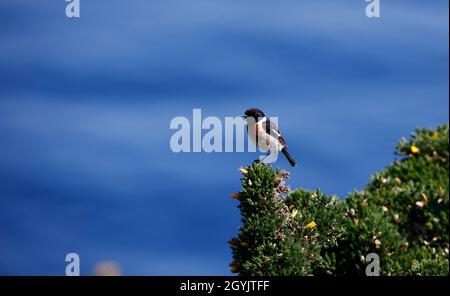 Stonechats perched on a flowering gorse bush on the coast Stock Photo