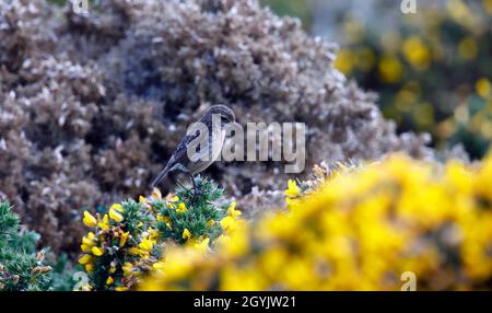 Stonechats perched on a flowering gorse bush on the coast Stock Photo