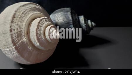 Two whelk shells, one white one bluish black on a black background. These shells were found on the beach in Wildwood Crest New Jersey. Stock Photo